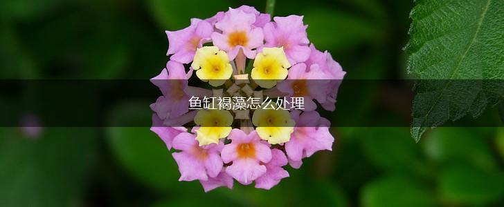 鱼缸褐藻怎么处理,第1张