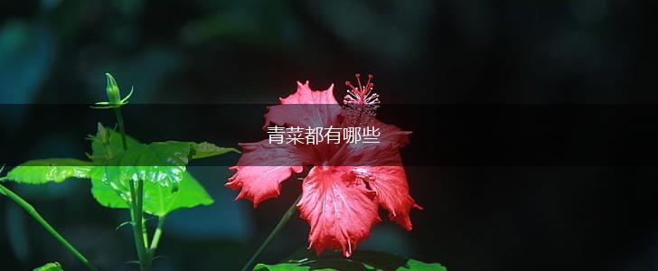 青菜都有哪些,第1张