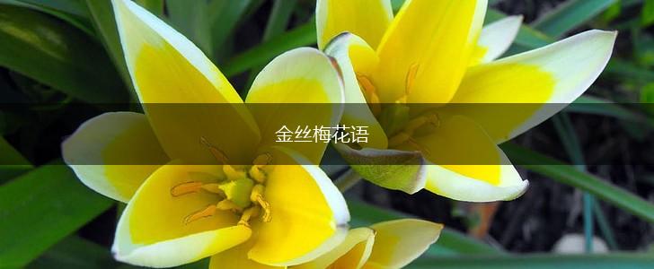 金丝梅花语,第1张