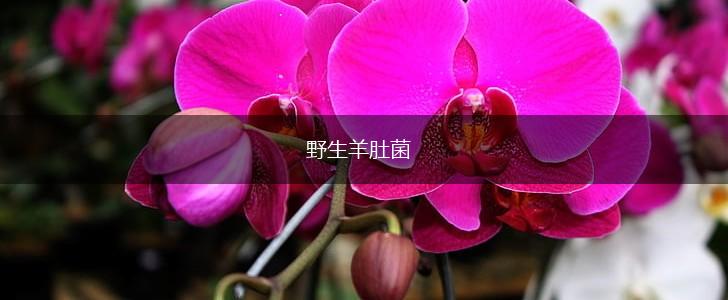 野生羊肚菌,第1张