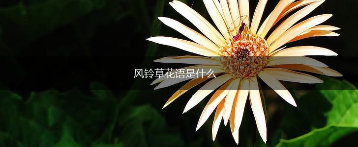 风铃草花语是什么,第1张