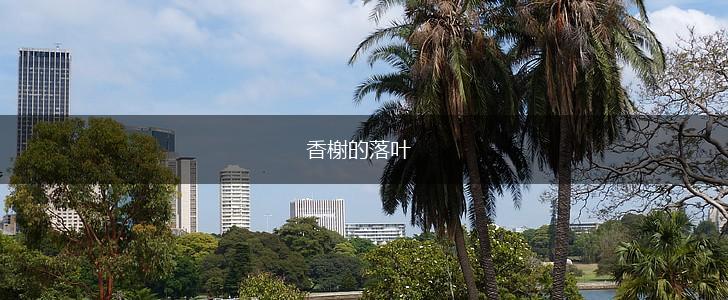 香榭的落叶,第1张