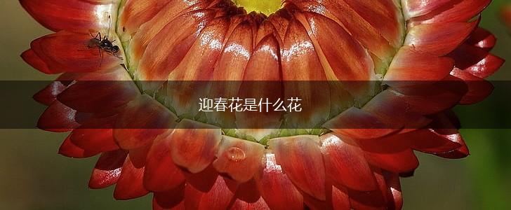 迎春花是什么花,第1张 迎春花是什么花,第1张