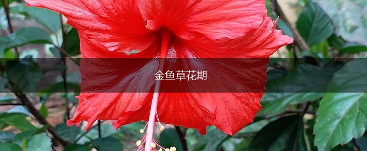 金鱼草花期,第1张