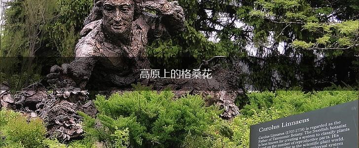 高原上的格桑花,第1张