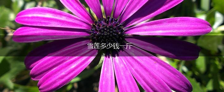 雪莲多少钱一斤,第1张