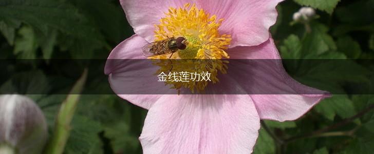 金线莲功效,第1张 金线莲功效,第1张