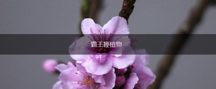 霸王鞭植物,第1张