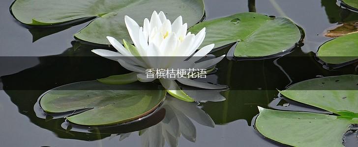 香槟桔梗花语,第1张