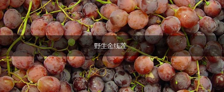 野生金线莲,第1张