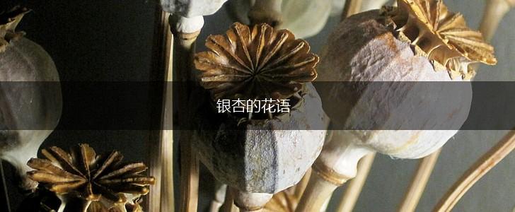 银杏的花语,第1张