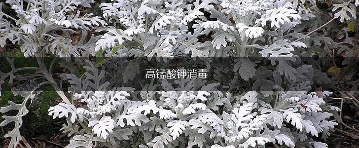 高锰酸钾消毒,第1张