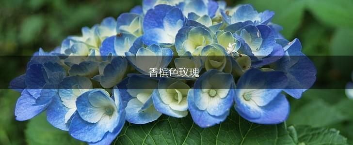 香槟色玫瑰,第1张