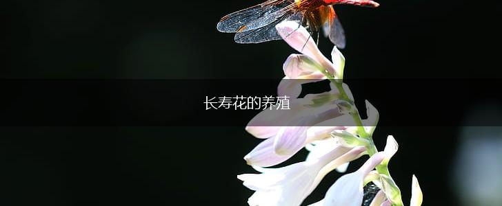 长寿花的养殖,第1张