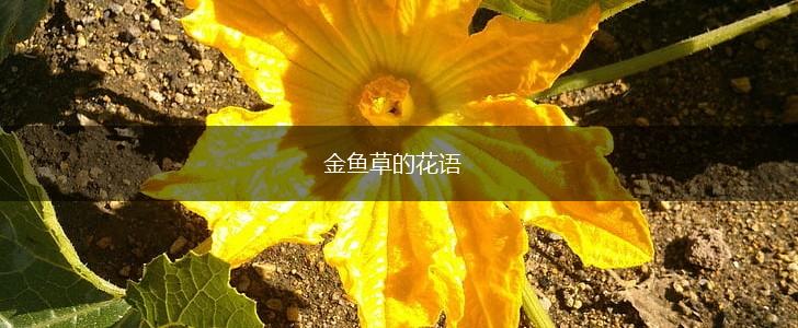 金鱼草的花语,第1张
