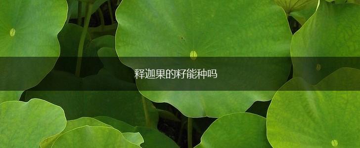 释迦果的籽能种吗,第1张