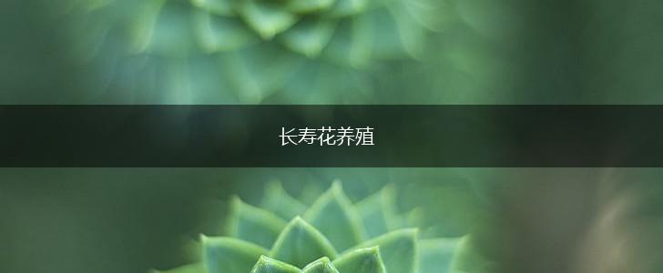 长寿花养殖,第1张