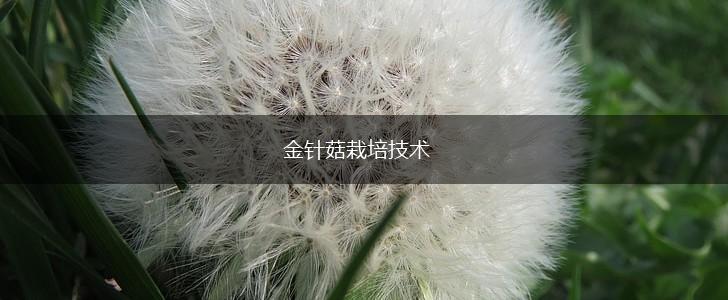 金针菇栽培技术,第1张