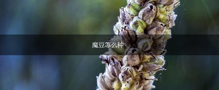 魔豆怎么种,第1张