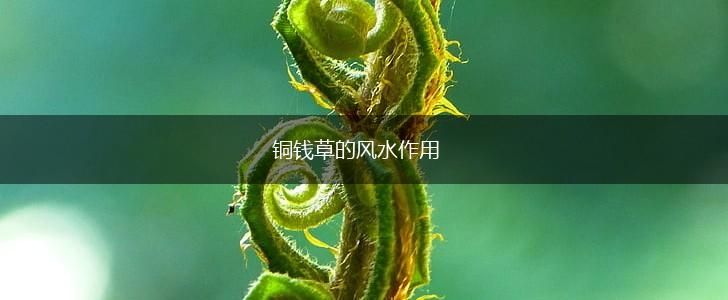 铜钱草的风水作用,第1张