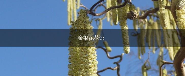 金银花花语,第1张