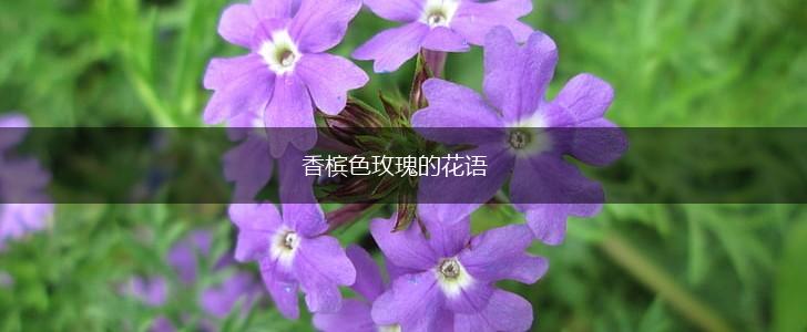 香槟色玫瑰的花语,第1张