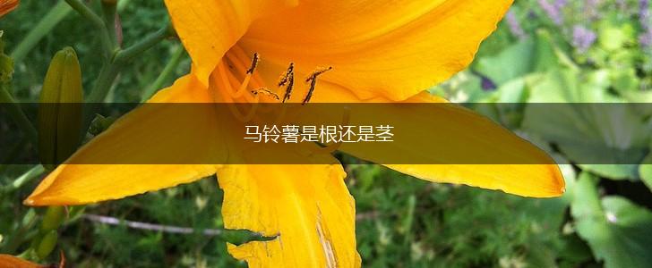 马铃薯是根还是茎,第1张