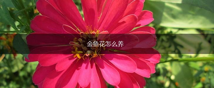 金鱼花怎么养,第1张