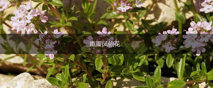 重瓣凤仙花,第1张