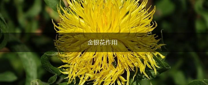金银花作用,第1张