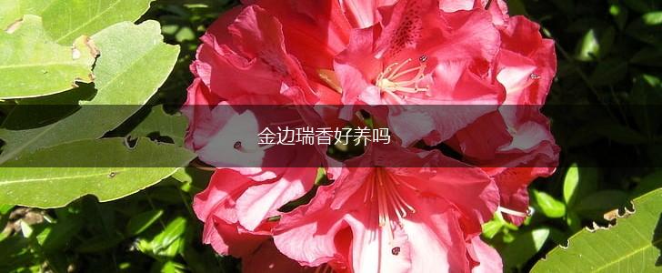 金边瑞香好养吗,第1张