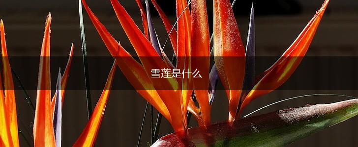 雪莲是什么,第1张