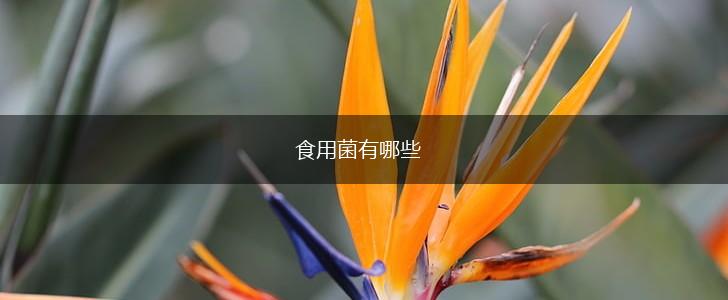 食用菌有哪些,第1张