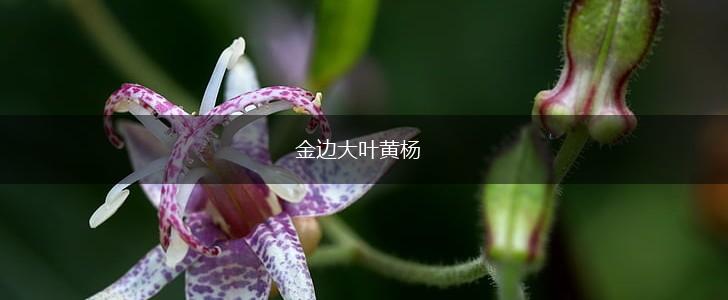 金边大叶黄杨,第1张