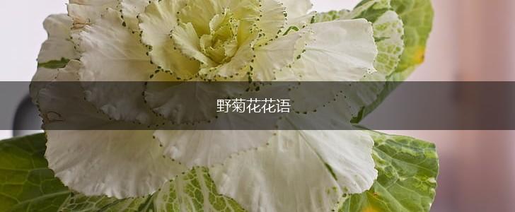 野菊花花语,第1张