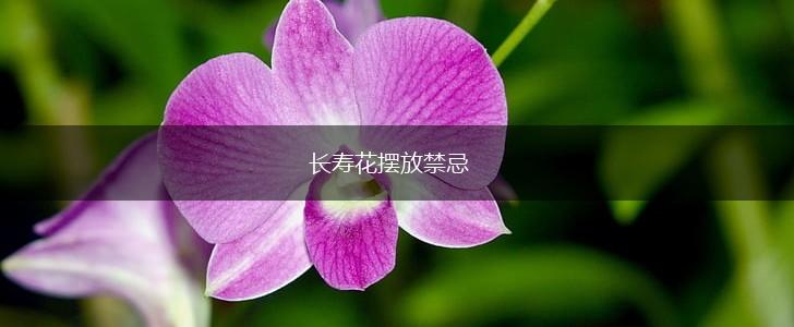 长寿花摆放禁忌,第1张