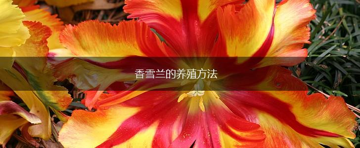 香雪兰的养殖方法,第1张