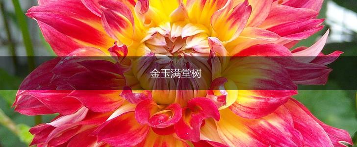 金玉满堂树,第1张