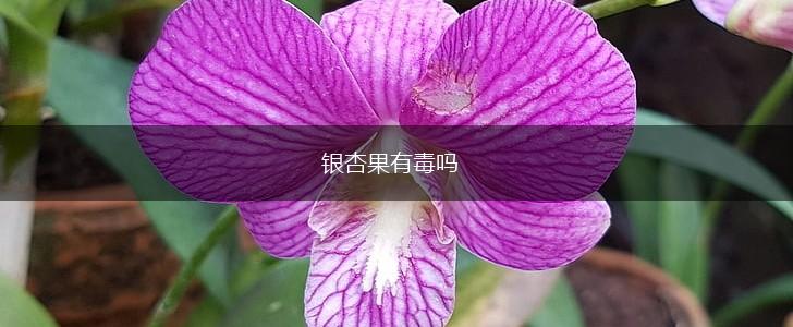 银杏果有毒吗,第1张