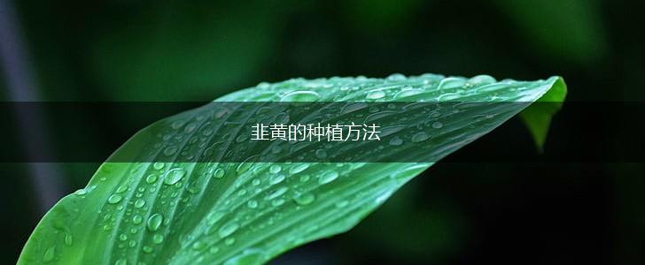 韭黄的种植方法,第1张