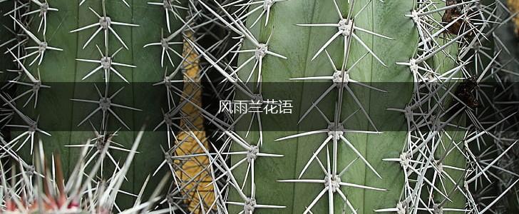 风雨兰花语,第1张