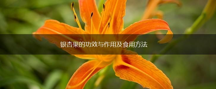 银杏果的功效与作用及食用方法,第1张