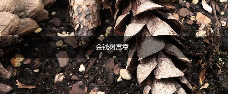金钱树寓意,第1张