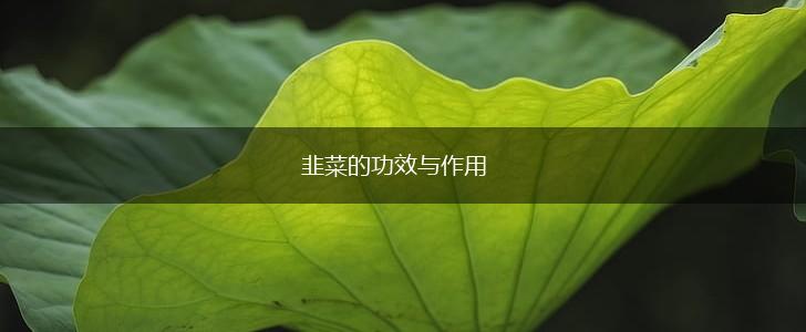 韭菜的功效与作用,第1张