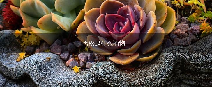 雪松是什么植物,第1张
