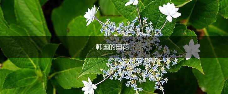 韩国的国花,第1张