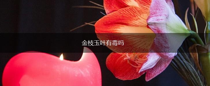 金枝玉叶有毒吗,第1张