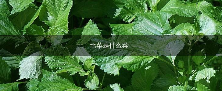 雪菜是什么菜,第1张