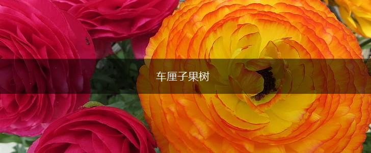 车厘子果树,第1张 车厘子果树,第1张