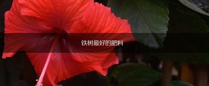 铁树最好的肥料,第1张